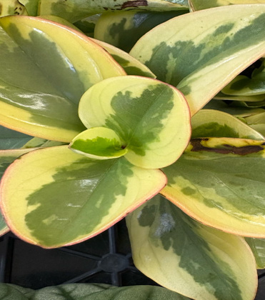 INSV on Peperomia