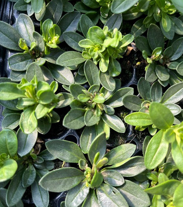 Beware of Boron Deficiencies in Young Plants