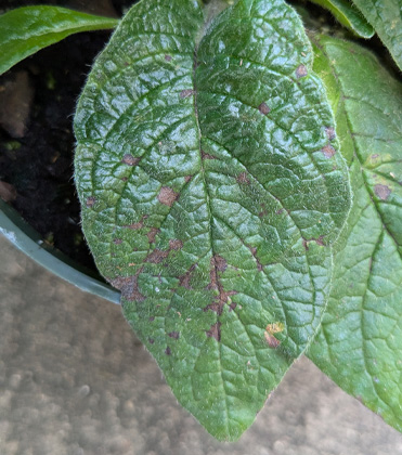 Heliotropium: Inconspicuous INSV