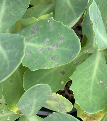 Powdery Mildew is out and about. Scout for it