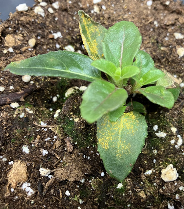 Fuchsia Rust
