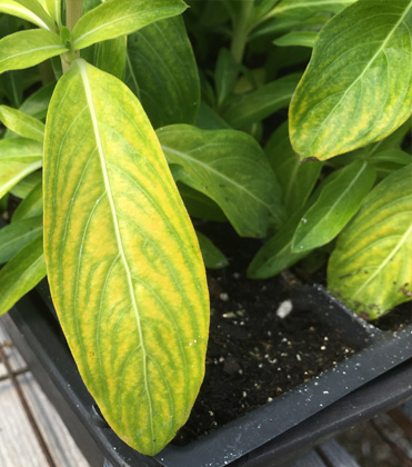 Monitoring Magnesium: Late season considerations