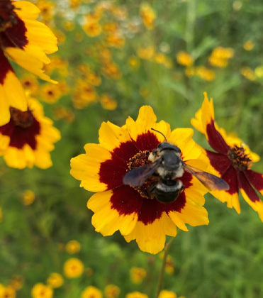 Wildlife Appeal In Ornamental Plant Choices