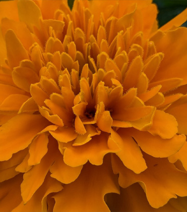 Diagnosing Calcium Deficiency of Marigold Blooms