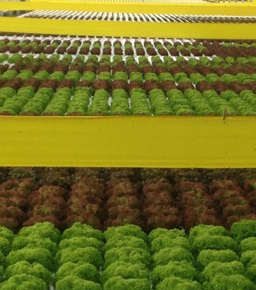 Square foot weeks: quantify space-use efficiency for greens and herbs