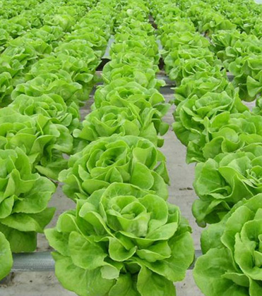 A Produce Safety Primer: Selecting 2025 Sponsors Sanitizers to Control Human Pathogens